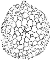 Triquetrella tasmanica, stem cross-section. Drawn from J.E. Beever 96-25, CHR 612371.
 Image: R.D. Seppelt © R.D.Seppelt All rights reserved